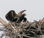 2016 06 11 WildLife MPLS 009